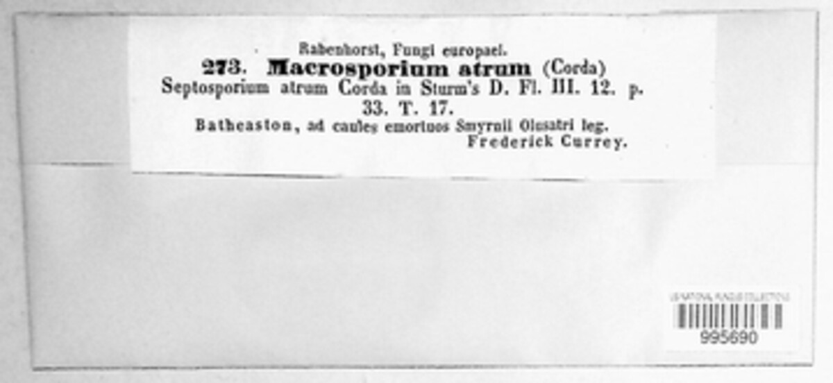 Macrosporium atrum image